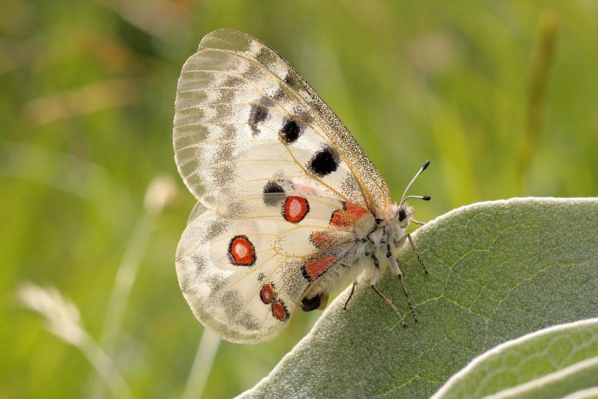 apollo-butterfly Plateau de la Rochette Auris-en-Oisans