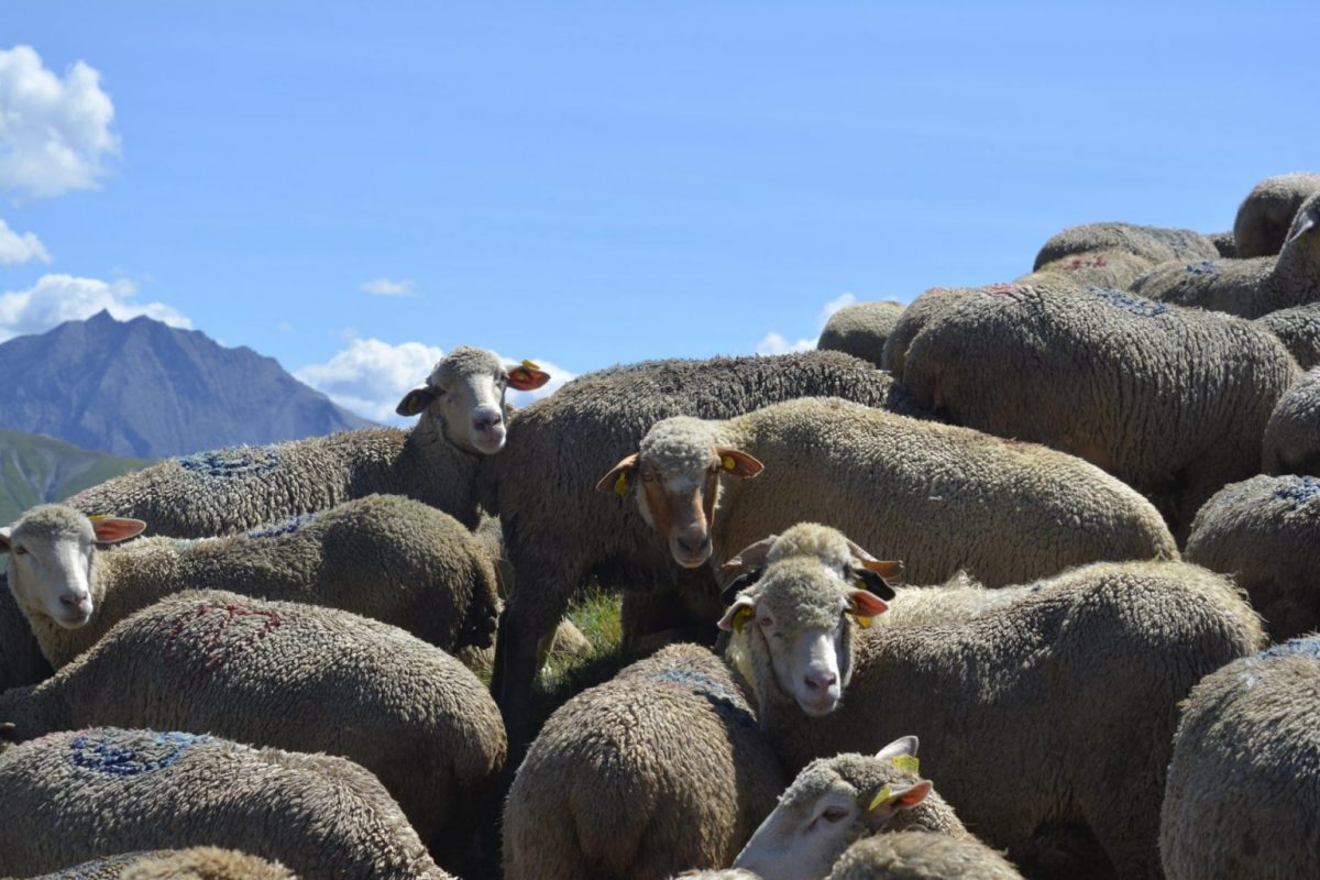 Pastoralisme Auris-en-Oisans