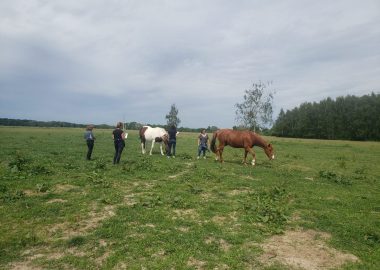 Ontmoet de paarden