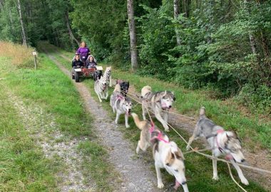 Husky-cart experience