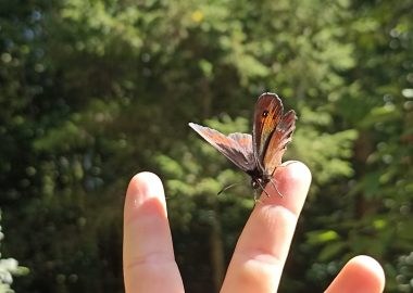 Creatieve boswandelingen