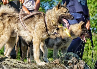 Cani-Rando – Kuma & Co