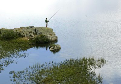 Vissen