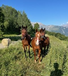 Balade à cheval – Centre Equestre des 2 Alpes Prej’ Alpes