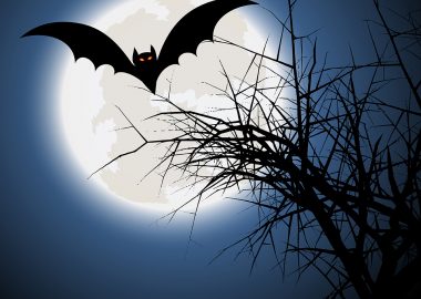 Op ontdekkingstocht naar de vleugels van de nacht