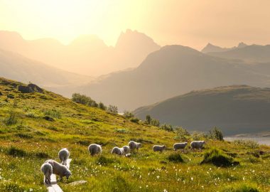 EEN NACHT OP DE ALPENWEIDE VAN MIZOEN