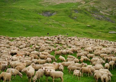 Uitstapje naar de alpenweiden – Besse-en-Oisans
