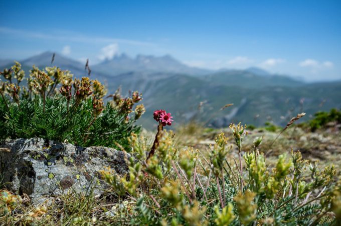 Spinnenweb-vetplant voor de Aiguilles d’Arves