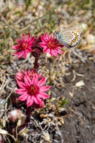 Gewone azuurblauwe vlinder op een spinnenwebvetplant