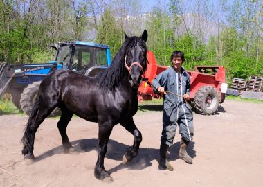 Manege Les Essoulieux – Fokker van Mérenspaarden